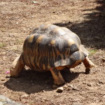 JERSEY - Zoo Tortoise