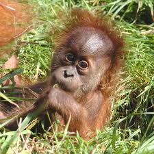 JERSEY - Zoo Baby Ape